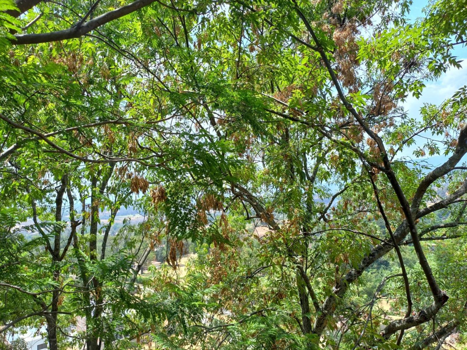 Solache Inn Zitácuaro الغرفة الصورة